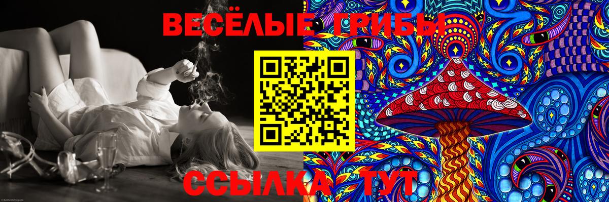 Галлюциногенные грибы Psilocybe Курчалой
